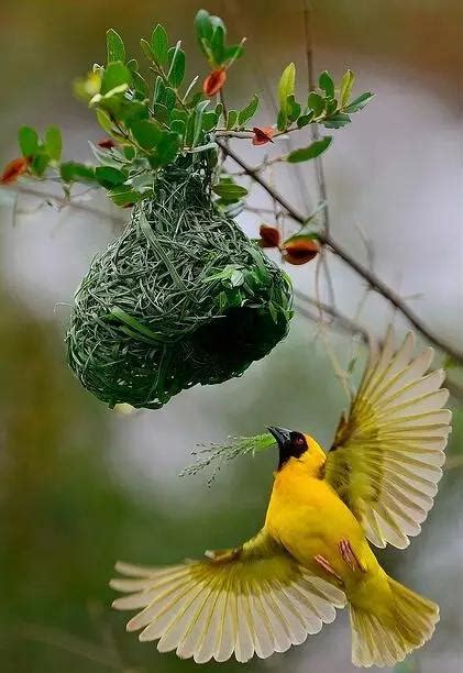 小鳥築巢意思|【鳥築巢吉兆】迎祥納瑞：野鳥築巢，居家風水好兆頭！